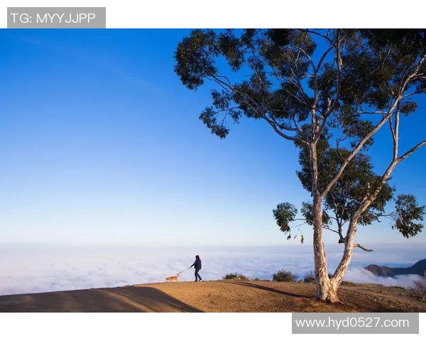 追寻自由与梦想的旅程在心灵深处交织的启示